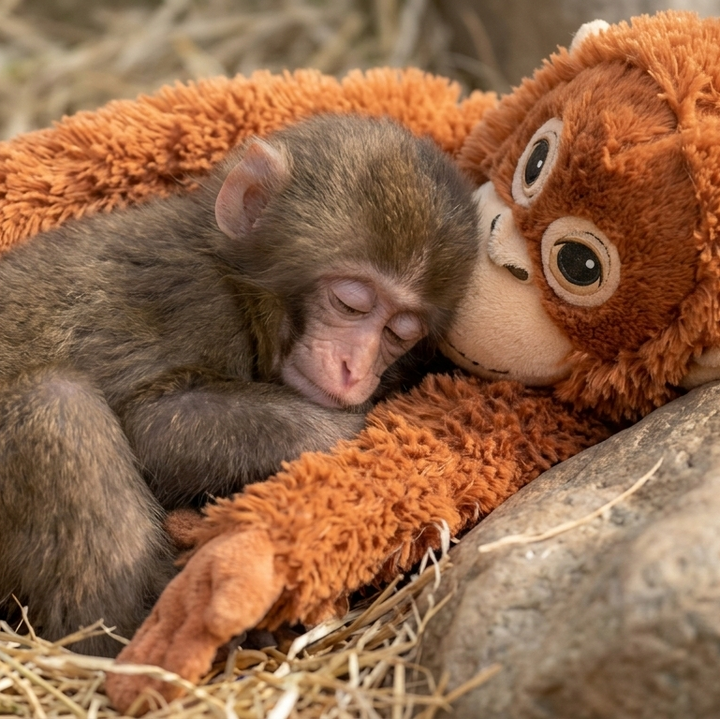 Monito Punch – El Monolito Viral que Roba Corazones